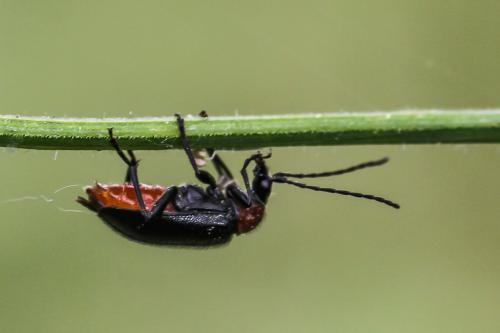 Réf. 296 300 : Dinoptera collaris